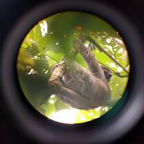 A sloth at the a national park