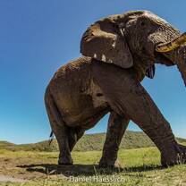 Elephant sighting - Guide, Daniel Haesslich