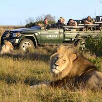 Lion sighting on game drive, Kariega Game Reserve
