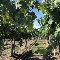 Argentine Vineyard