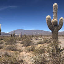 Desert Landscape of Argentina