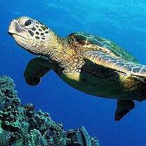 Costa Rica Marine Adventure with GapForce