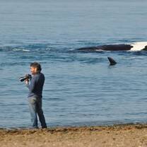 Patagonia Whales Volunteer