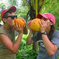 Dominica Coconut