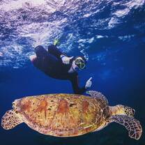 I like turtles