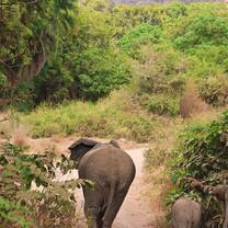 Elephants