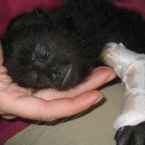 Woman holding monkey with arm in cast