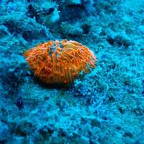 Perhentian Islands Marine Project