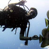 Perhentian Islands Marine Project