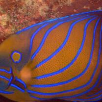 Perhentian Islands Marine Project