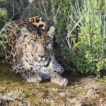Leopard at Shamwari Game Reserve