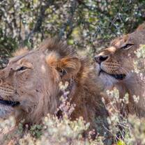 Lion brothers at Shamwari Game Reserve