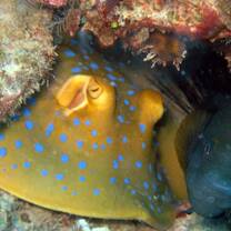 Perhentian Islands Marine Project