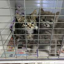 Kittens who were waiting for surgery