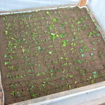 seed on the nursery box