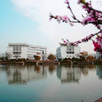 Cherry Blossom 