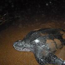 Leatherback Sea Turtle 