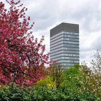 bright colours of the cherry blossom