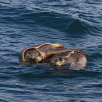 Sea Turtles