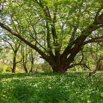 Tree in the botanical gardens in May