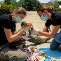Vet Team Performs Emergency Procedures on Recently Rescued Red-Shanked Douc Langur