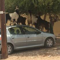 Goats in Oman 