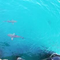 Blacktip sharks