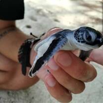 Baby Green Turtle TWC
