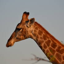 Giraph 