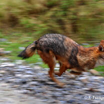 jackal running