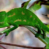 mediterranean chameleon