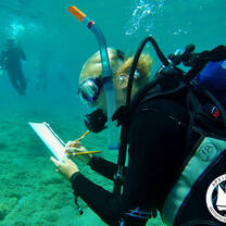 diving survey