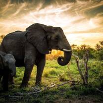 Wildlife Photography and Conservation in South Africa