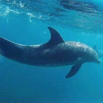 Dolphin Research in Zanzibar 