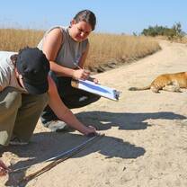 Hands on Lion Rehabilitation with African Impact in Zambia