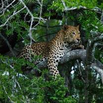 African Big 5 & Wildlife Conservation in South Africa