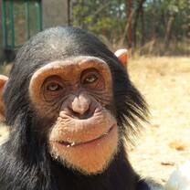 Chimpanzee Sanctuary Volunteering in Zambia
