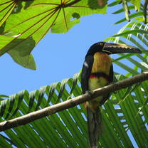Collared Aracari