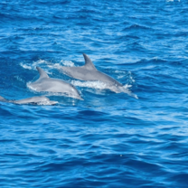 Marine Conservation in Zanzibar