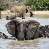Black Rhino & Elephant Conservation in Zimbabwe