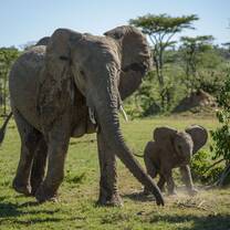 elephant with baby elephant
