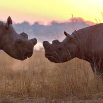 Black Rhino & Elephant Conservation in Zimbabwe
