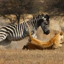 Lion conservation program in Zimbabwe