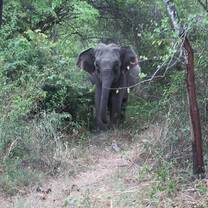 You get to visit the national park one afternoon and see lots of elephants up close! 