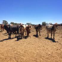 Cattle by the bore 