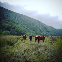 Spending time bonding with the horses in their natural environment 