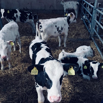 Veterinary Study Program in Estonia