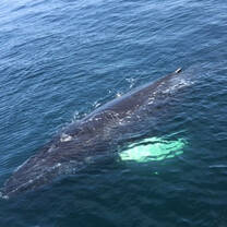 Whale watching on Cape Cod!