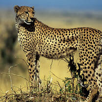 cheetah