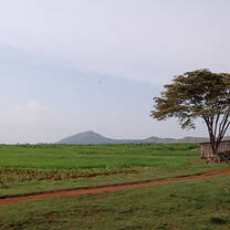 one tree with green grass
